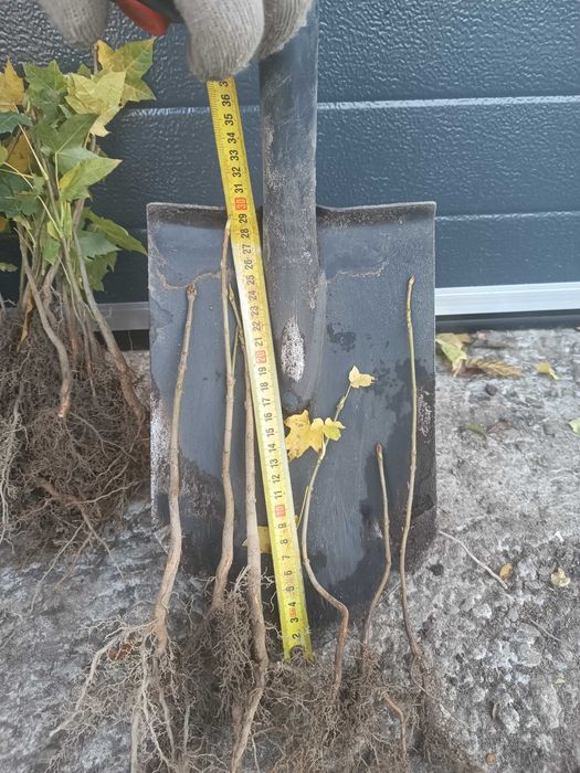 KLON ZWYCZAJNY acer platanoides 10-20 cm 33 gr