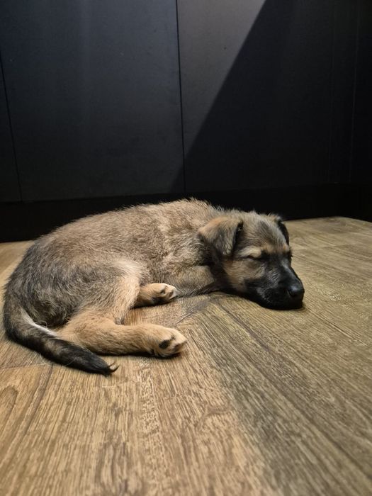 Szczeniaki do adopcji