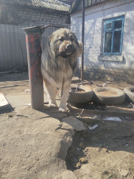 Вязка кавказская овчарка