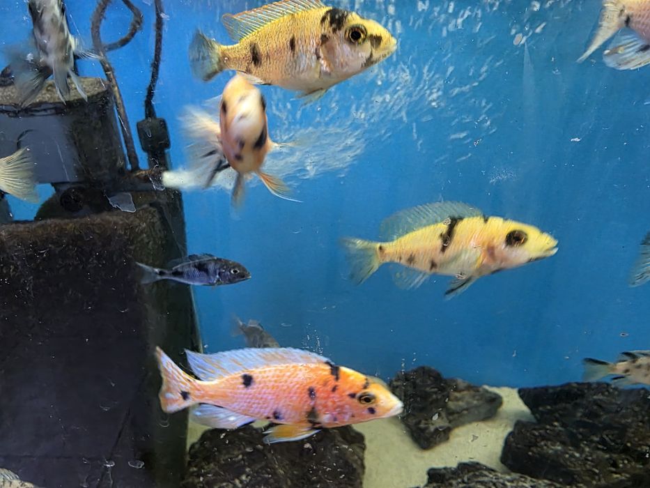 Pyszczaki Aulonocara marmelade ob