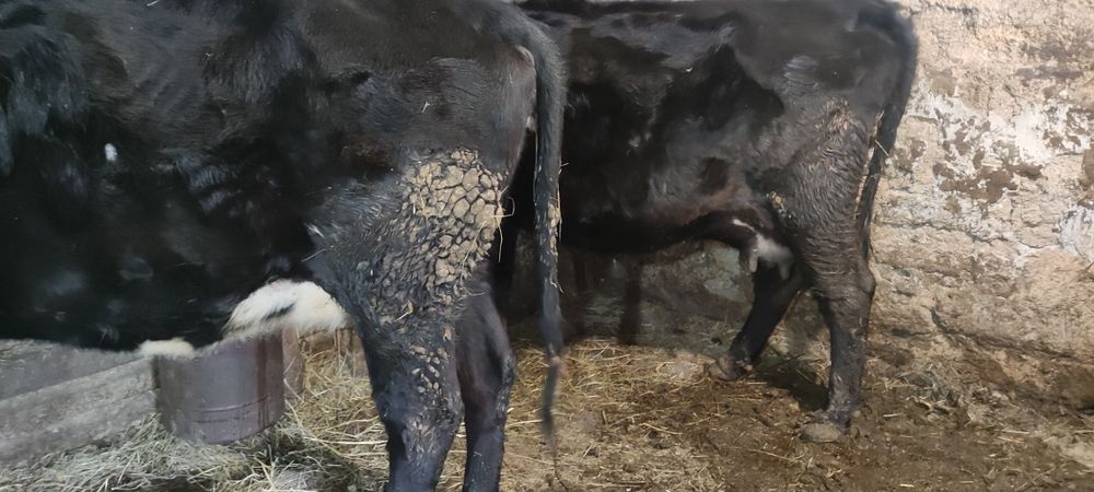 Продам коров на хозяйство.