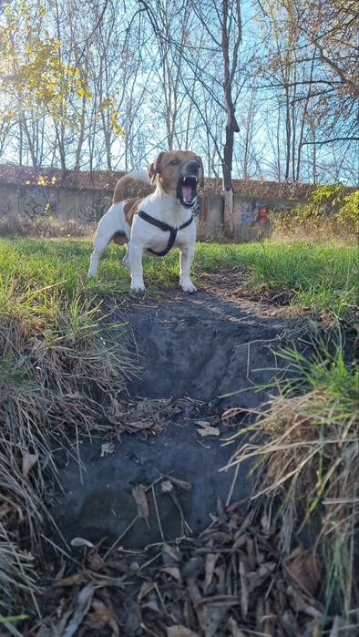 В'язка. Джек Рассел Тер'єр шукає наречену