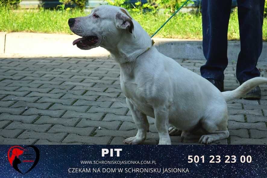 PIT do adopcji Schronisko Jasionka