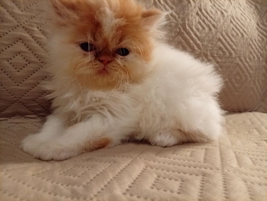 Persa menino fofo
