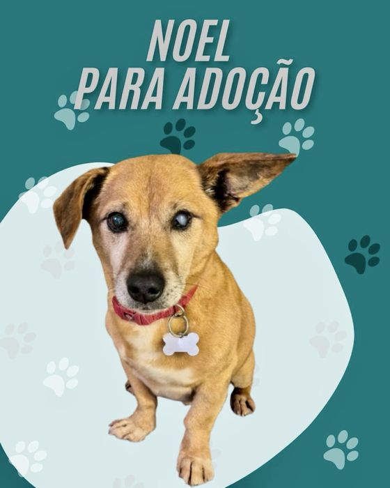 Cão adulto pequeno para adoção responsável