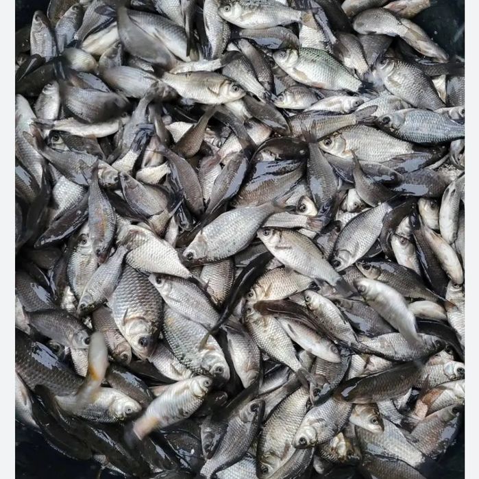 Насадка для рыбалки