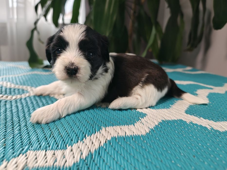 Hawańczyki słodka Dejlunia