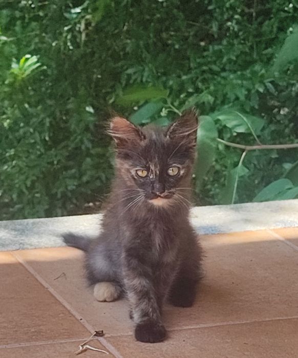 Gato para adoção