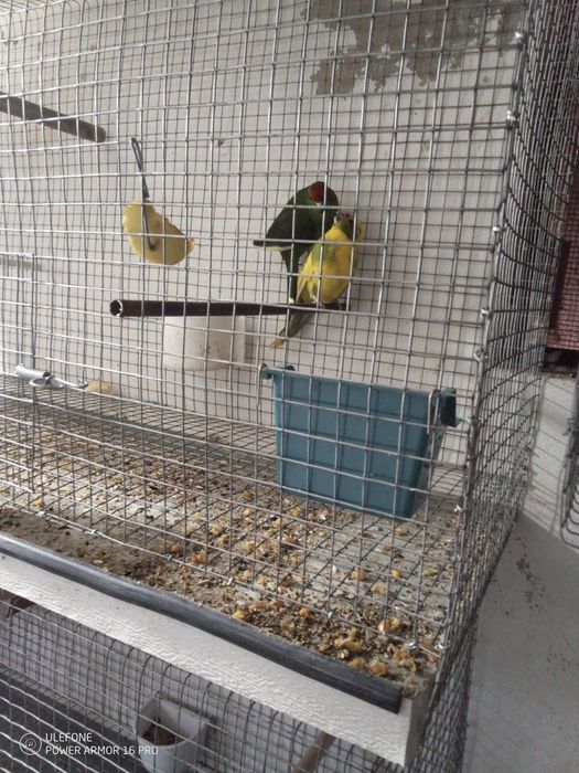 Vendo casal de kakaris