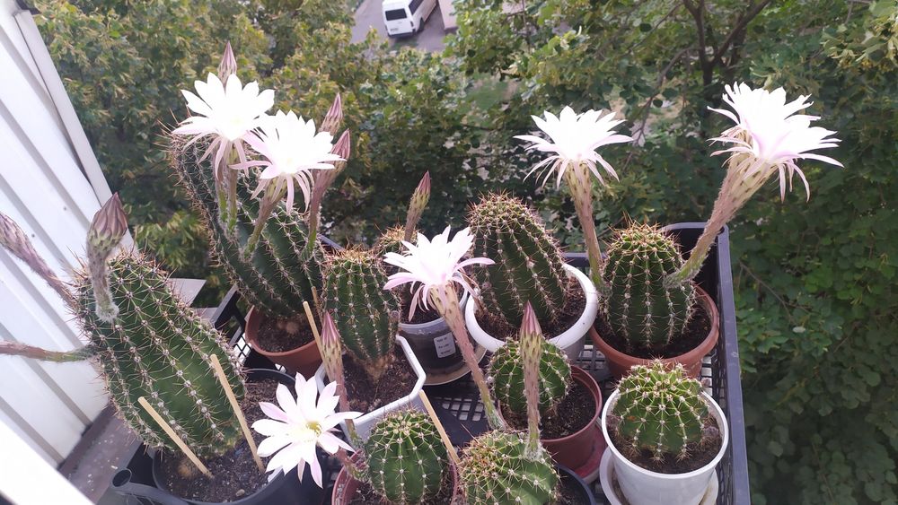 Кактусы взрослые