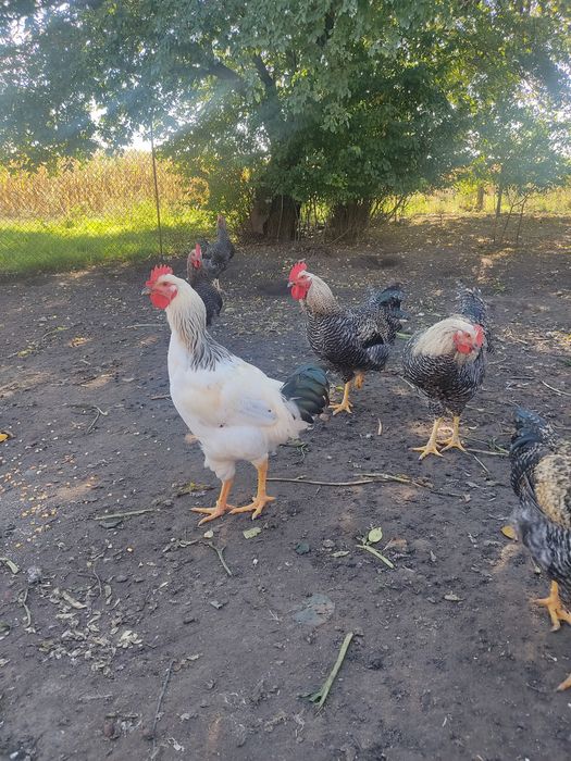 Продам петушків домінантів
