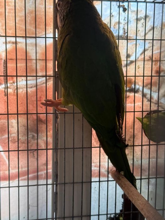 Aratinga ariticaudata testa azul