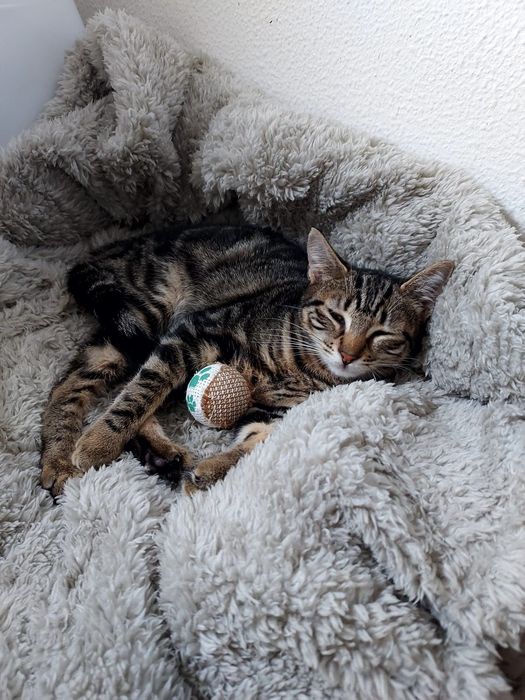 Gatinha esterilizada para adoção