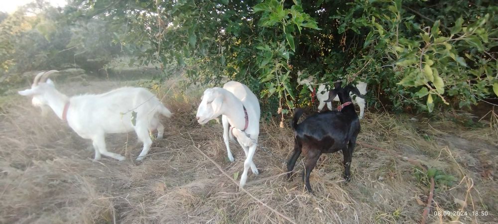 Козульки, першокотка і її діти