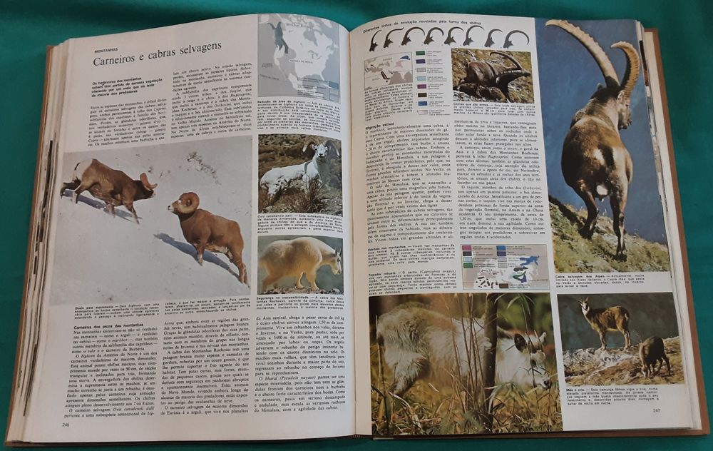 Animais da terra, dos Polos ao Equador