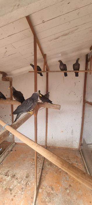 Pombo oliva- casal