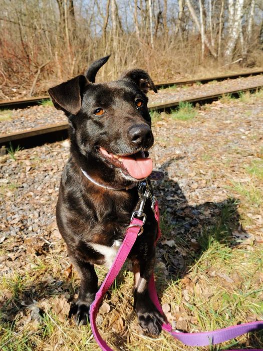 Rabuś czeka na dom...