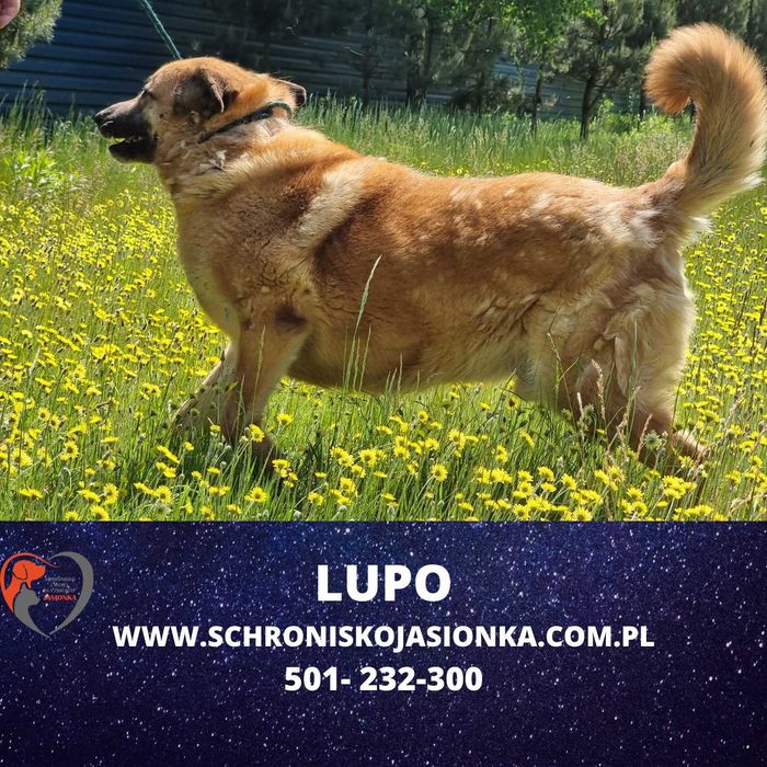 LUPO do adopcji – Schronisko Jasionka