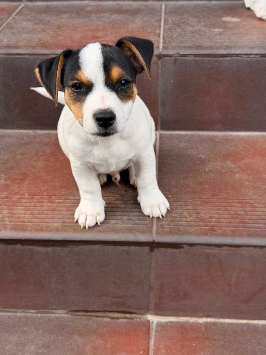 jack russell terrier