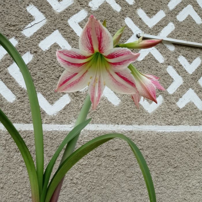 Продам вазон гіпеаструм