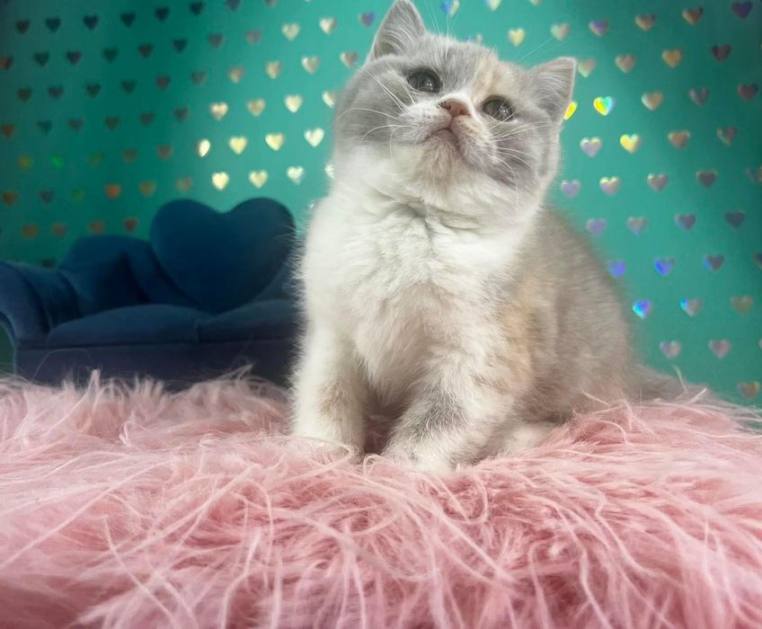 Kotka brytyjska krótkowłosa FPL rodowód wyprawka