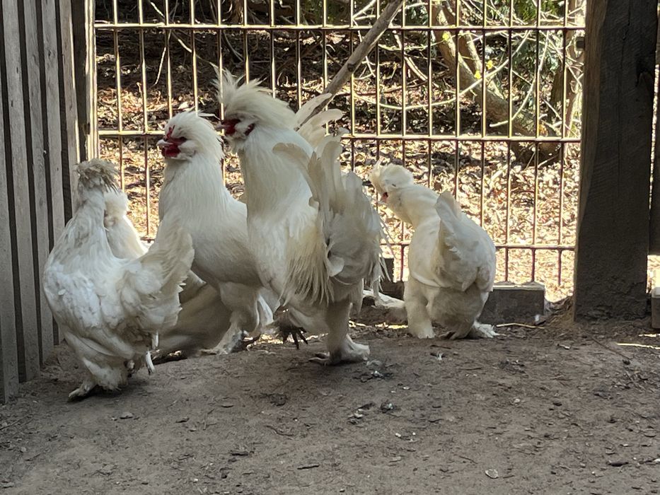 Sułtan-jaja lęgowe