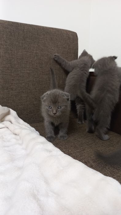 Продаж шотладських висловухих та прямовухих котиків