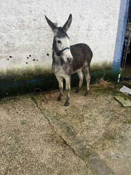 Burrinho manso montado