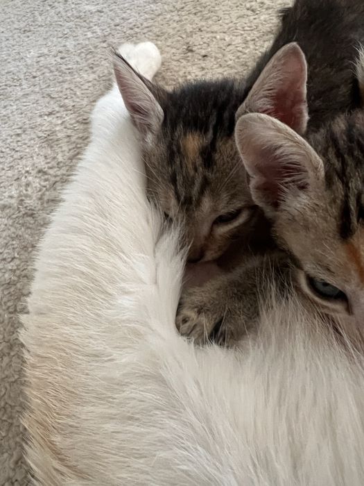 Gatinhos para adopcao