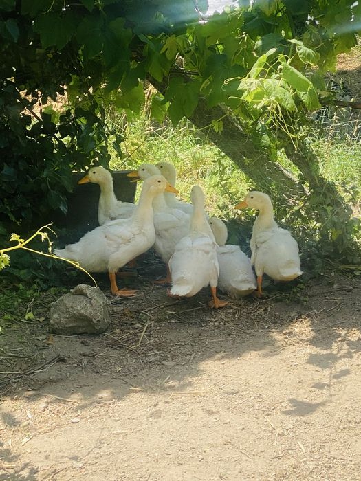 Patos de pequim