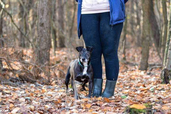 Zorka starsza sunia w której drzemie szczeniak! Pokochaj! Adoptuj!