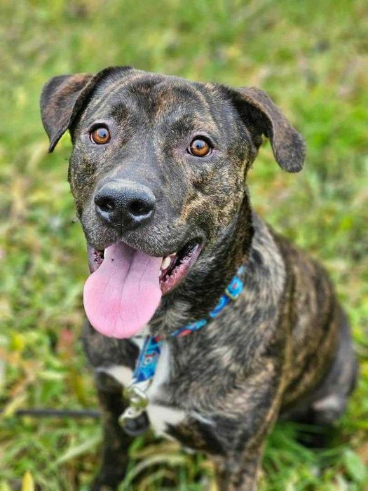 Aczi pies w typie amstafa. ur. w marcu 2022 radosny.