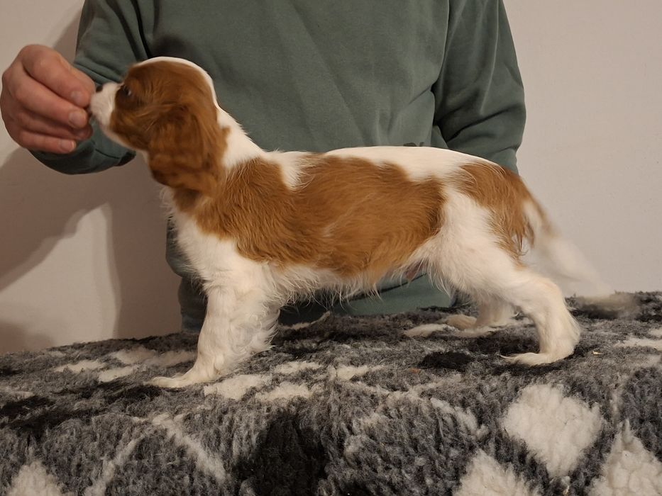 Cavalier King Charles Spaniel ZKwP FCI KRAKÓW