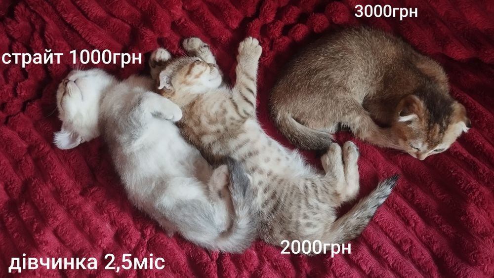 Шотландські малюки дівчатка