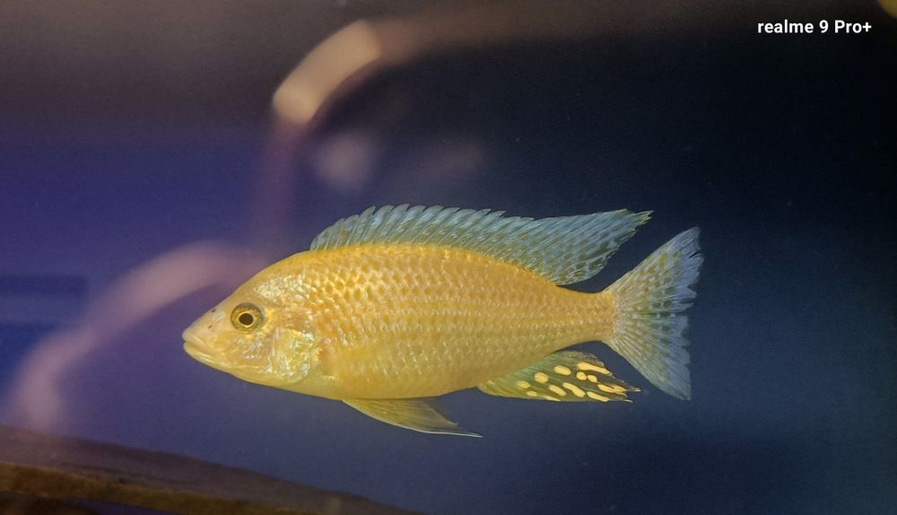 Aulonocara fire fisch iceberg