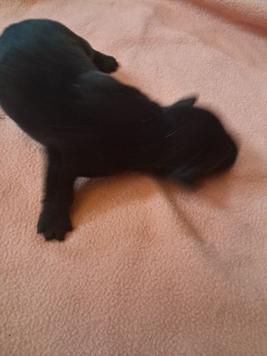 Labrador retriever dziewczynka czarna