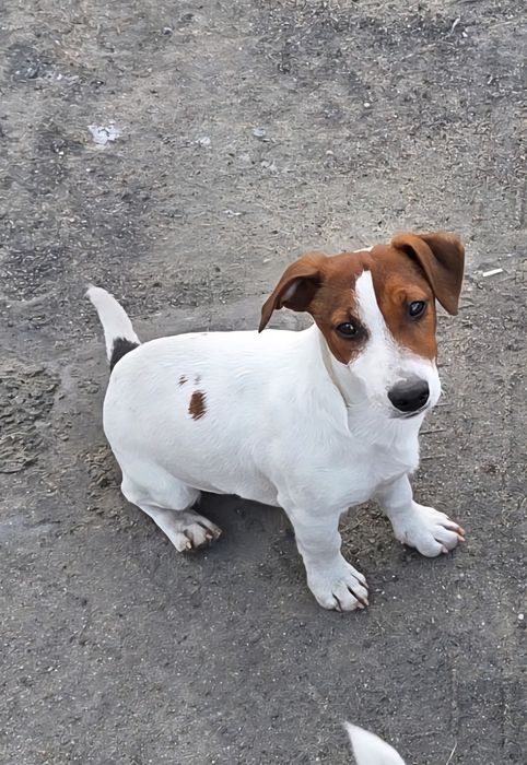 Jack Russel terrier-piesek