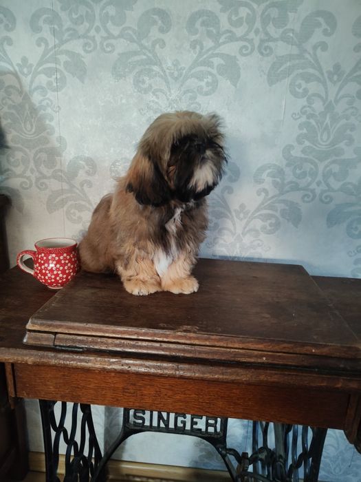 Shih tzu złota suczka z rodowodem REZERWACJIA