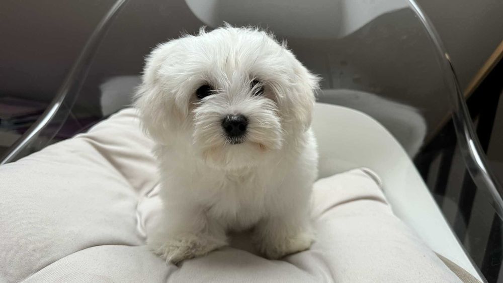 Mini Piesek Maltańczyk z Rodowodem Chipem