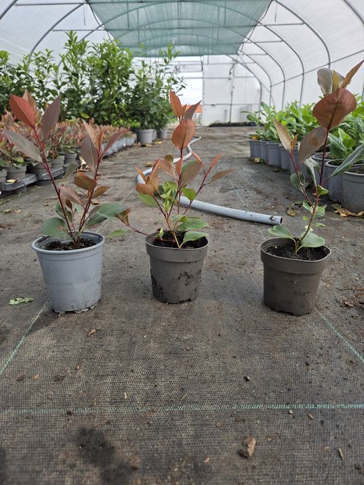 Głogownik Photinia Wysyłka RedRobin Kraków p9 producent