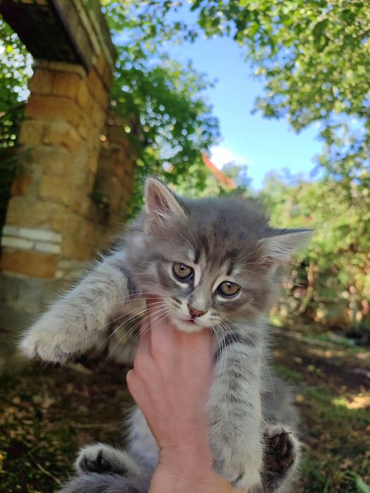 Кошенята в добрі руки