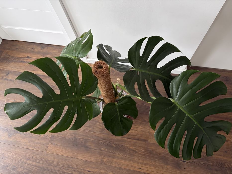 Monstera deliciosa