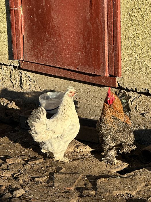 Продам курей ліліпутів бентемок