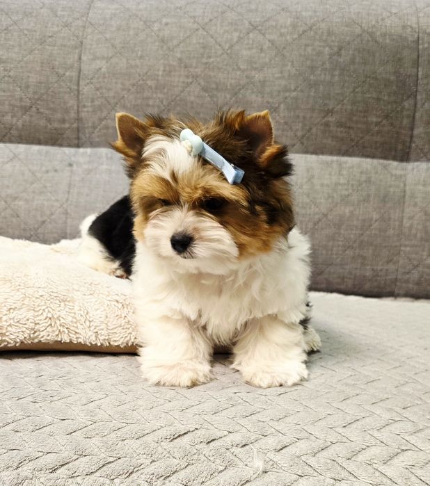 Cudowny misiowaty piesek Biewer York do odbioru Yorki