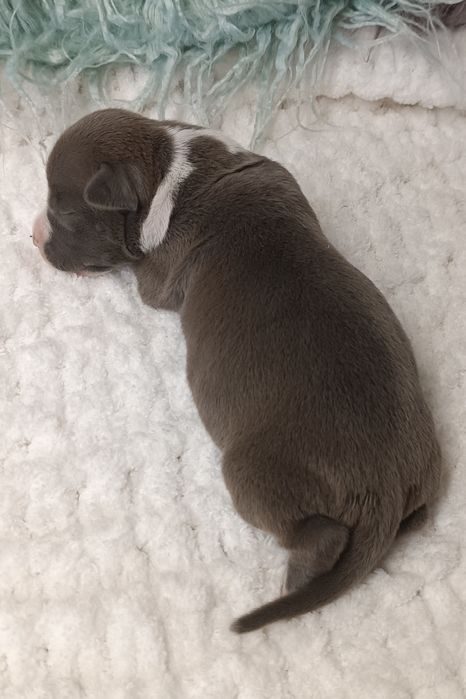 Nirvana блакитна красуня АСТ,розплідник КСУ