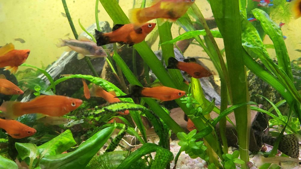 mieczyk mieczyki rybki akwariowe