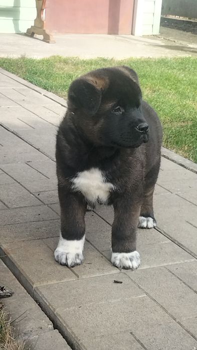 Чудові Акітосики