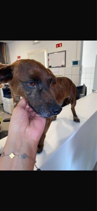 Cão para adoção responsável