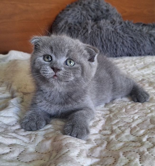 Scottish fold macho azul