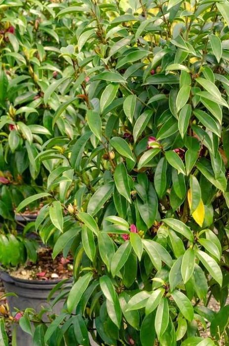 Magnolia 'Stellar Ruby' zimozielona, kolumnowa, mały ogród, donica c3